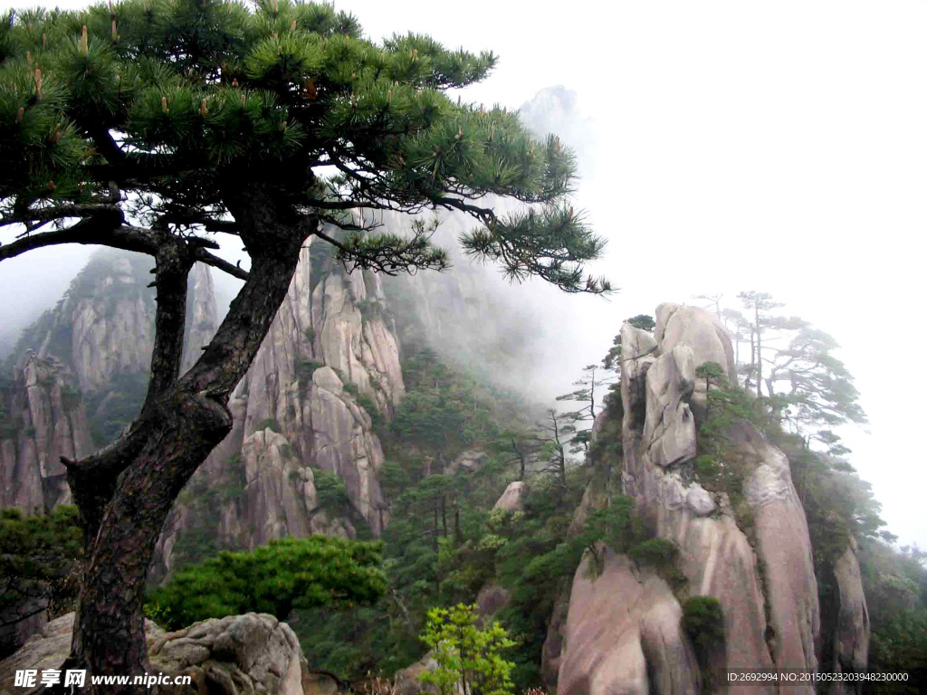 黄山迎客松