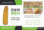玉米传单