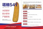玉米传单
