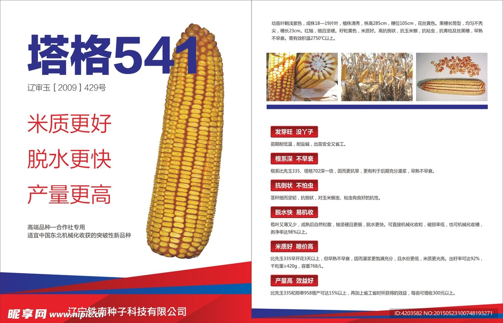 玉米传单