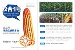 玉米传单