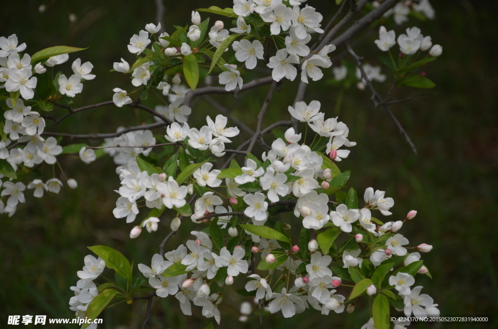 山荆子花