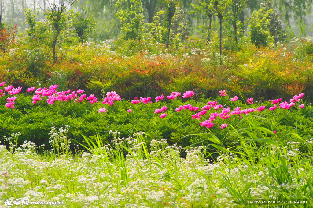 芍药花丛