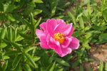 芍药