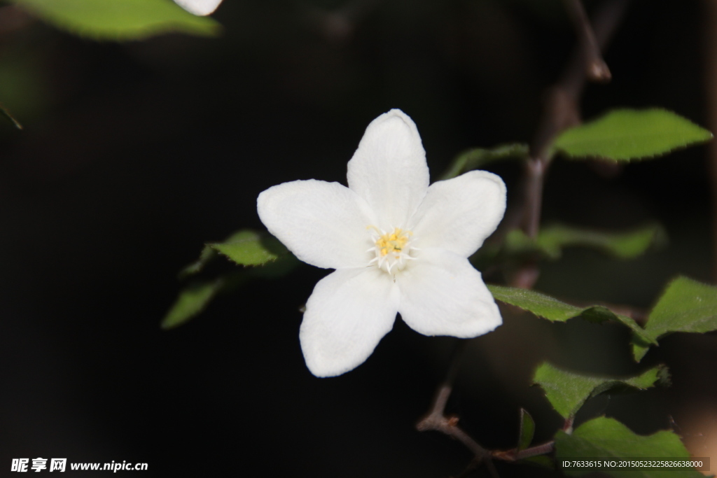 小白花特写