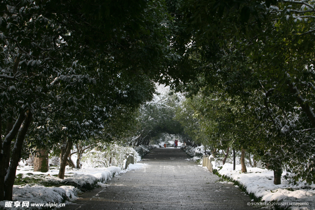 杭州花圃 雪后初晴