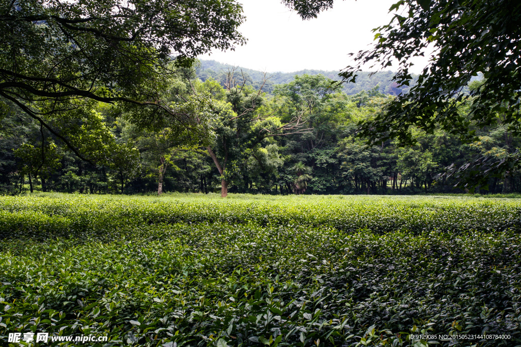 龙井问茶