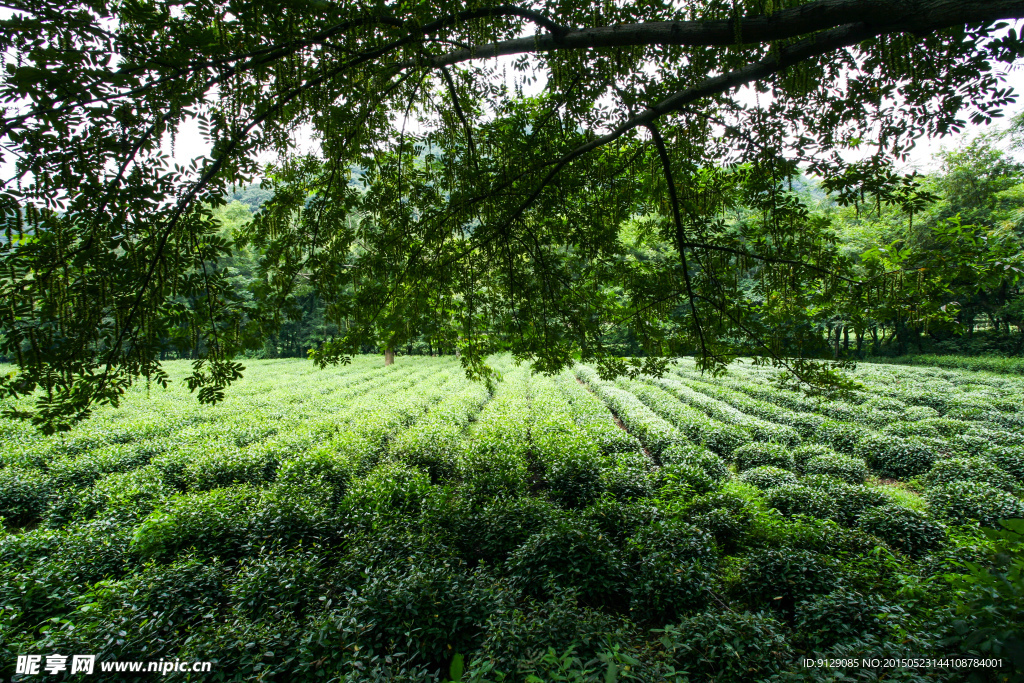 龙井问茶