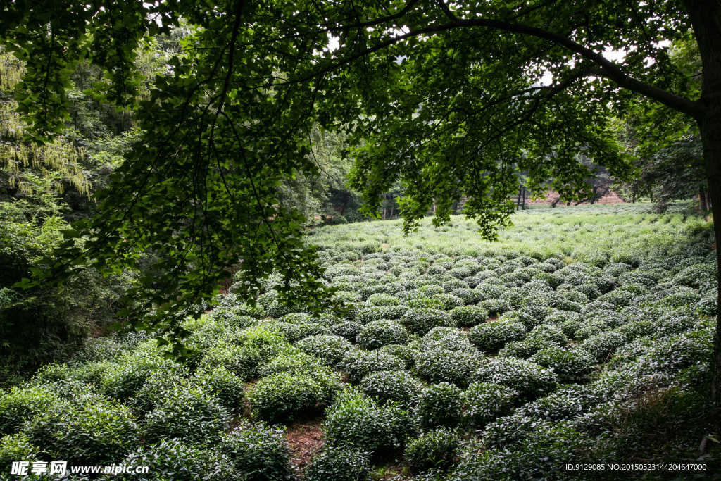 龙井问茶