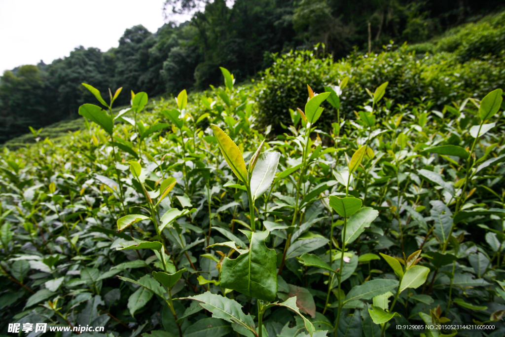 龙井问茶