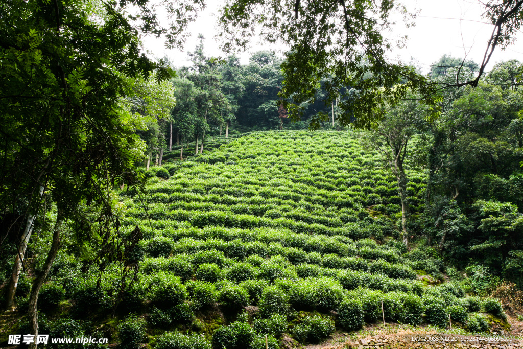 龙井问茶