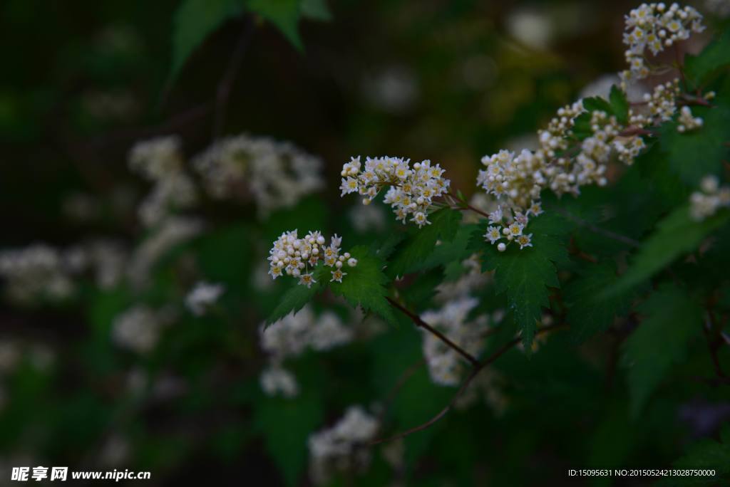 白色小花