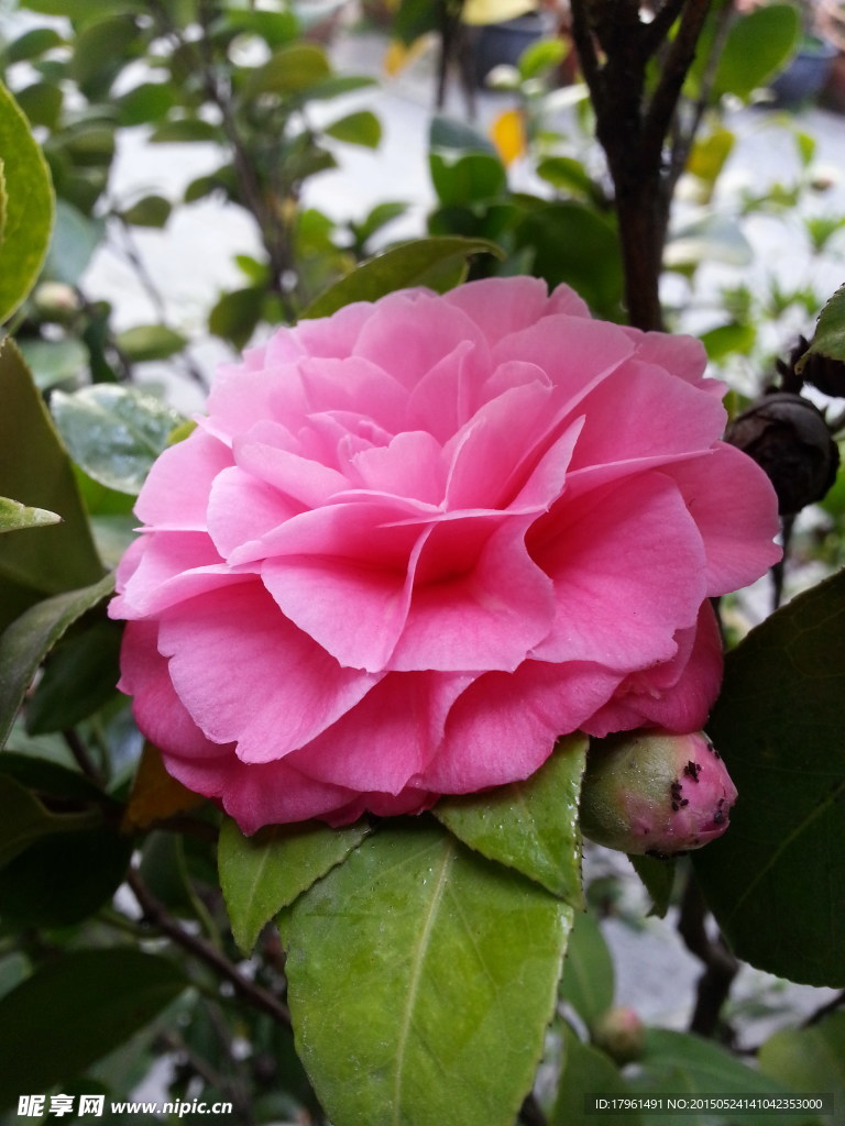 唯美山茶花