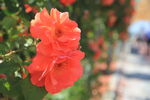 玫瑰花