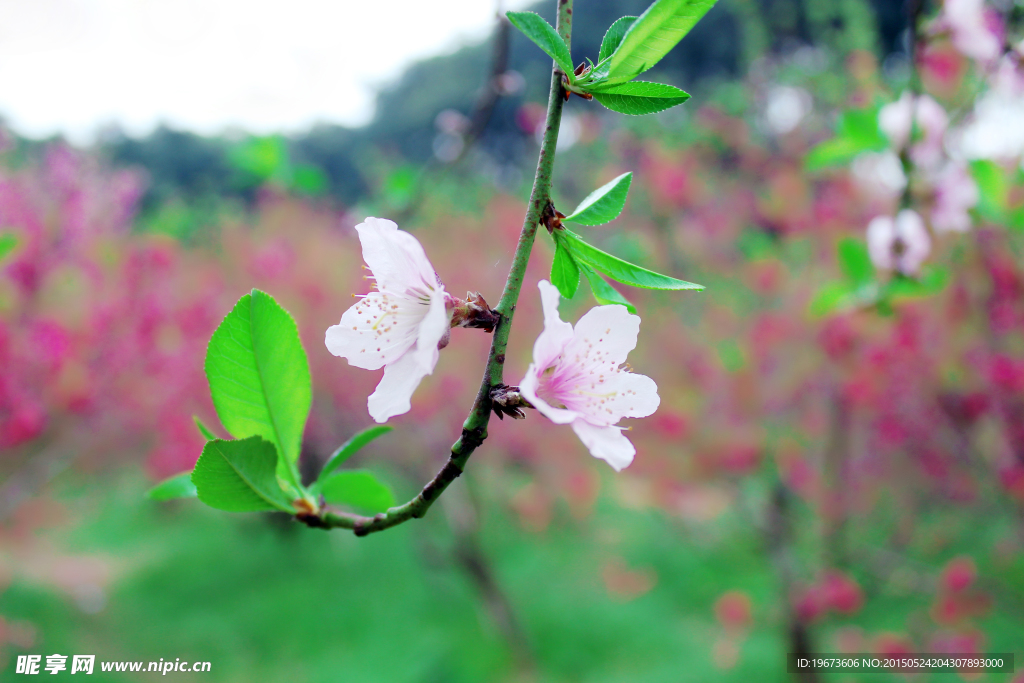 白桃花