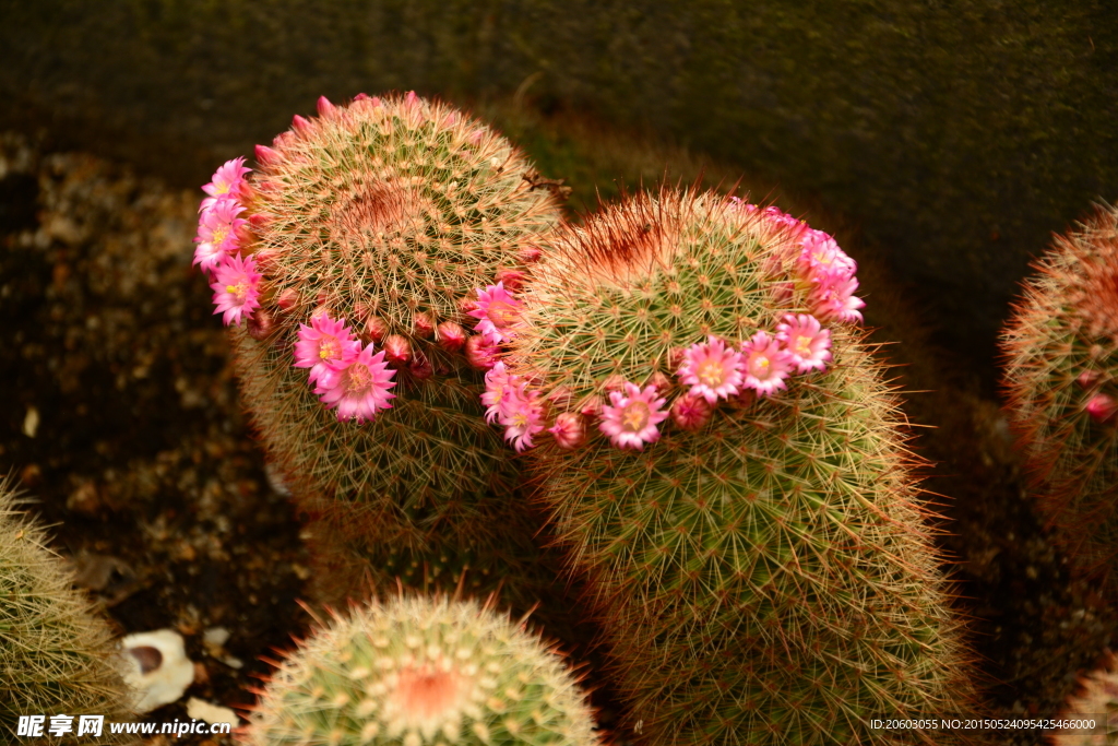 仙人球花