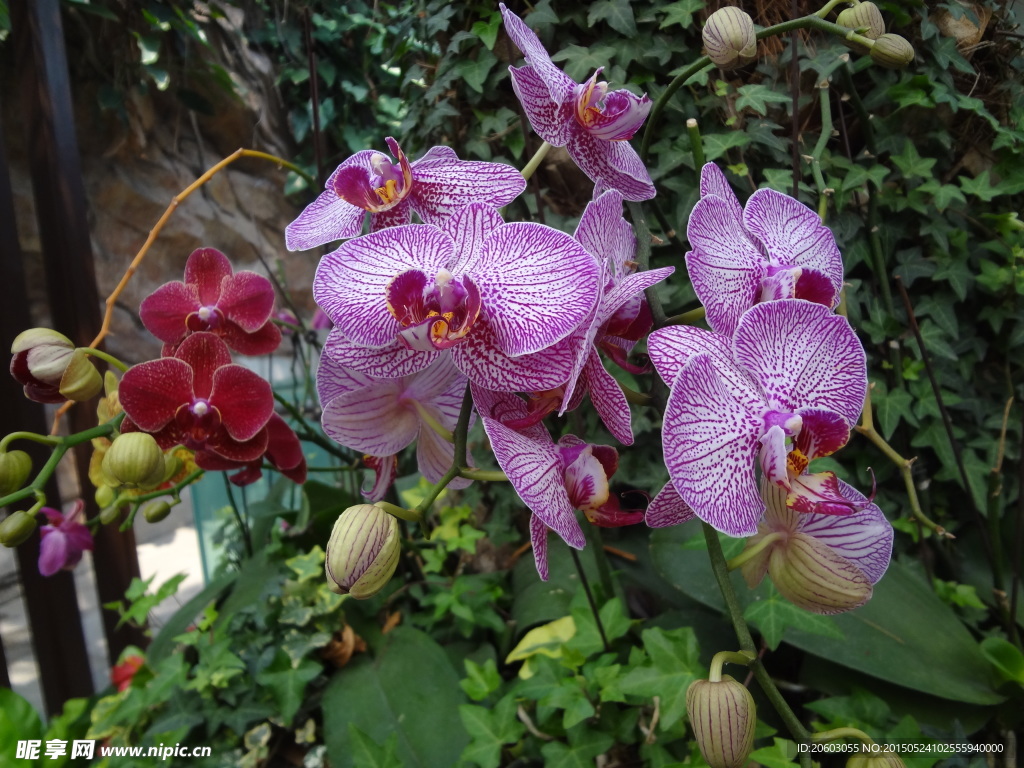花