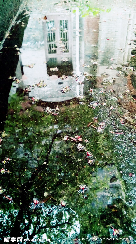樱花