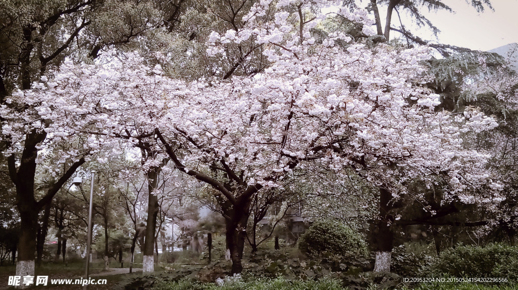 樱花