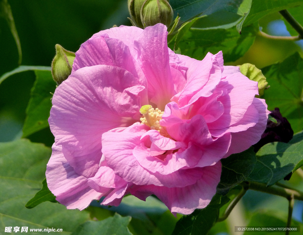 芙蓉