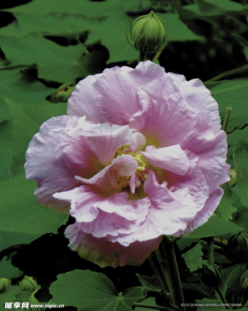 芙蓉