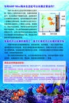 生态鱼缸宣传彩页