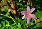 水仙花