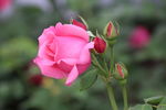 月季花