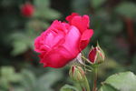 月季花