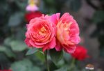 月季花