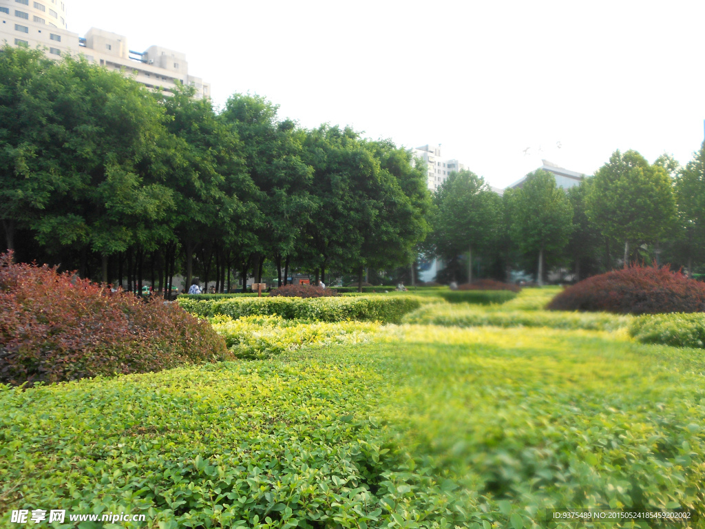 绿色植物图片