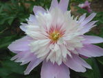 芍药花
