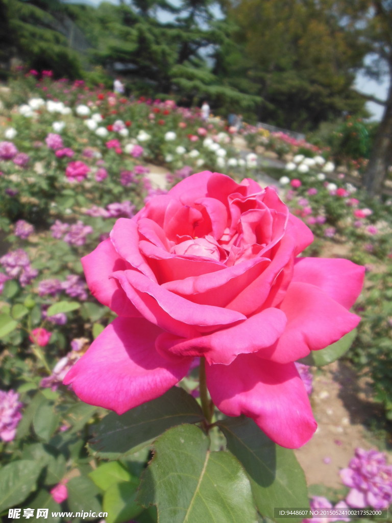 月季花