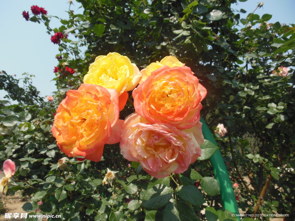月季花