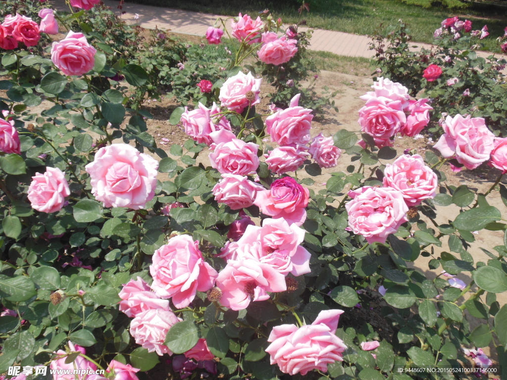月季花