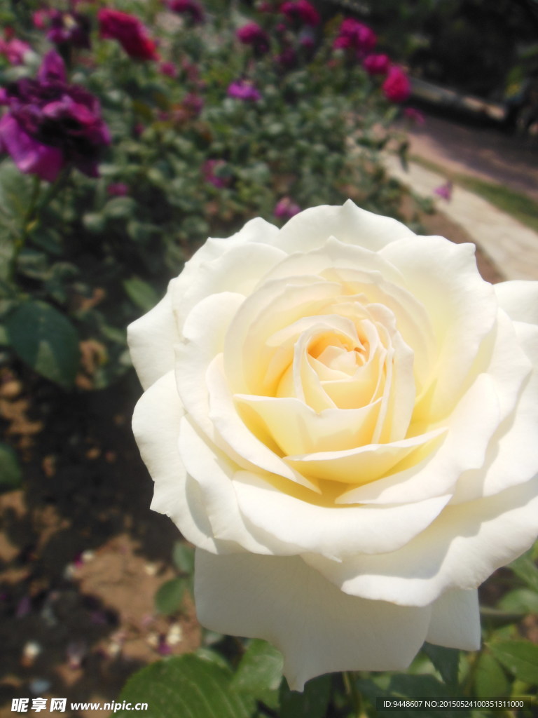 月季花