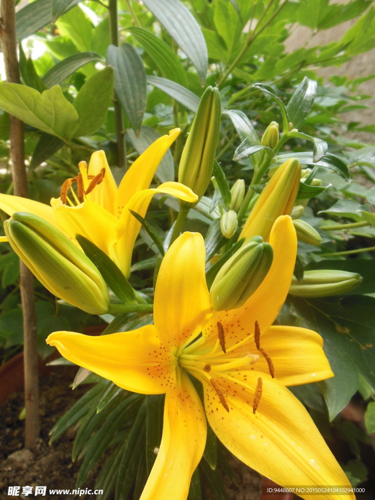 百合花