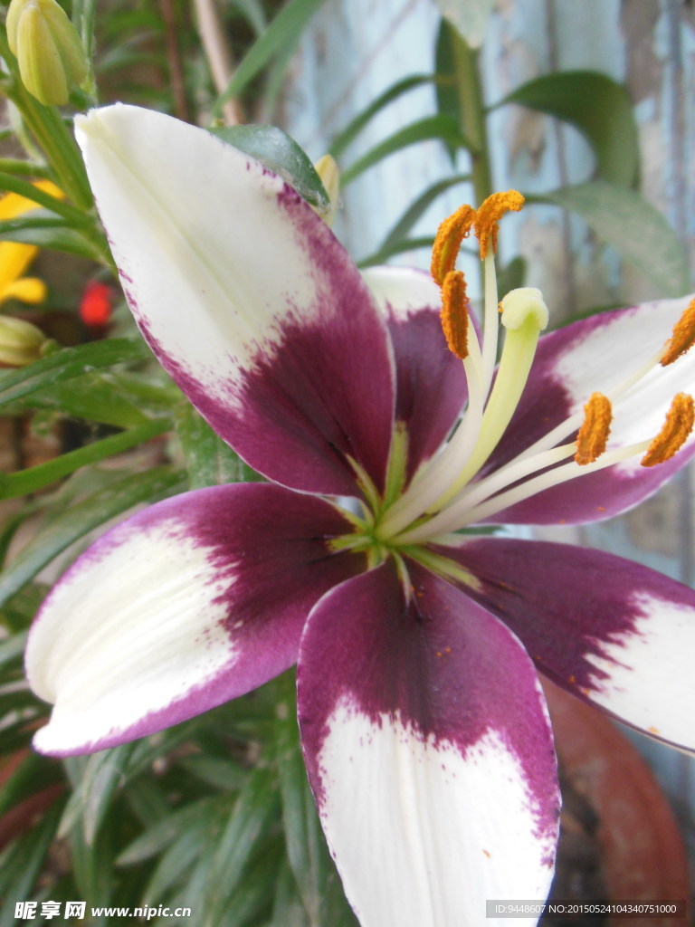 百合花