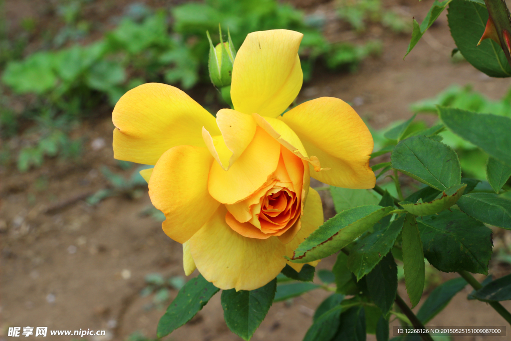 黄色月季花