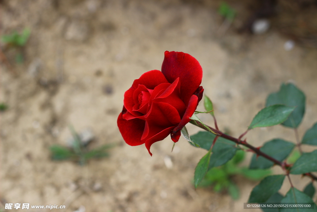 红色月季花
