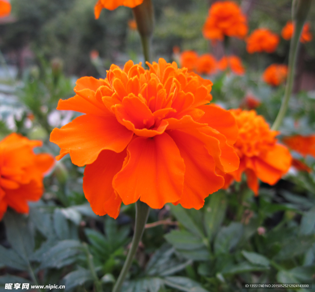 万寿菊
