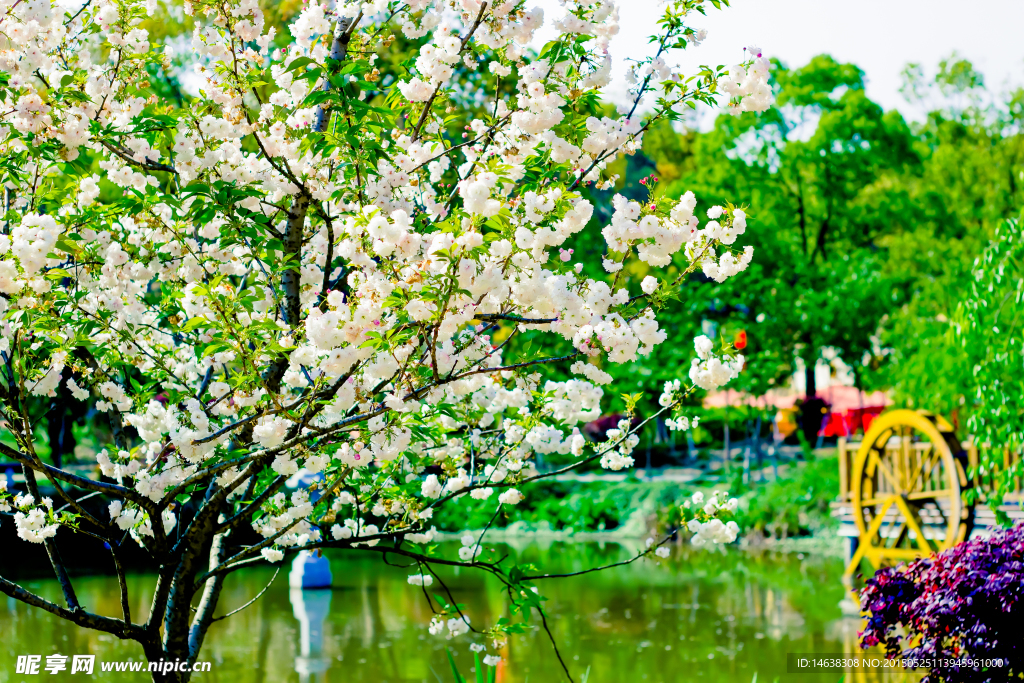 武汉湖边樱花