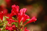 锦带花