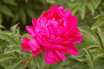 芍药