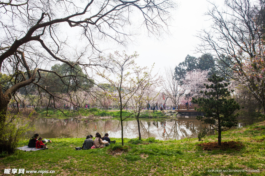 东湖风景区 樱花节