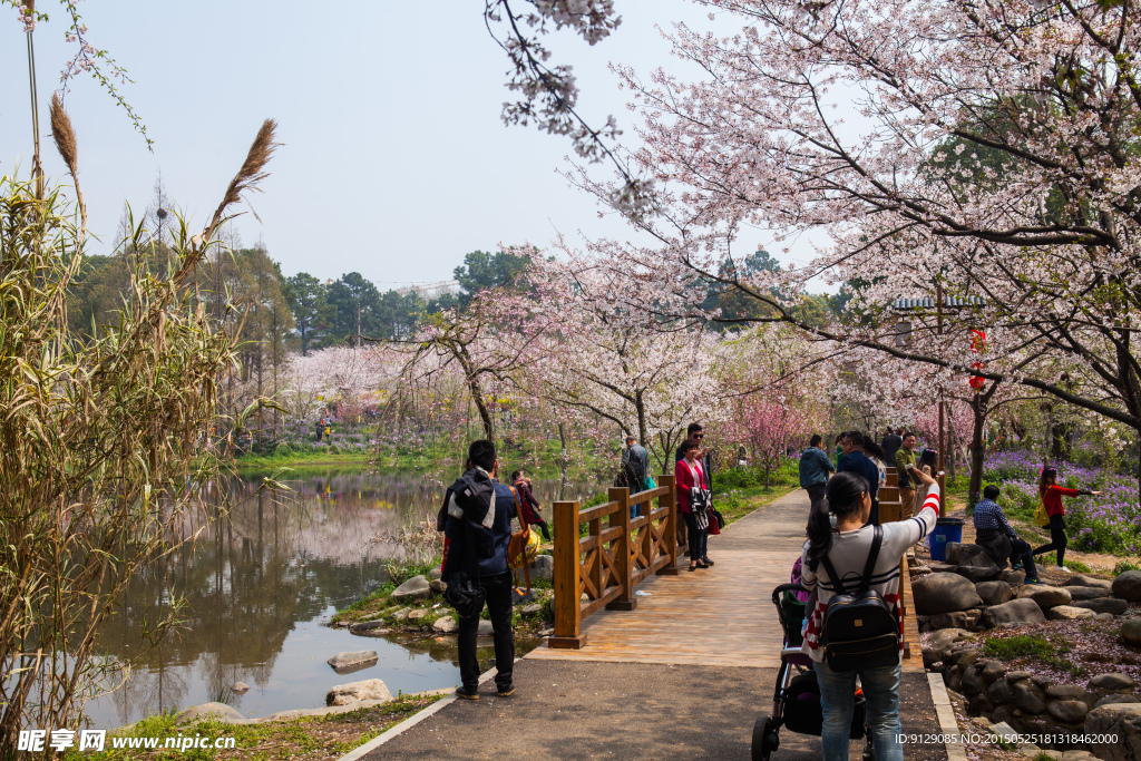 东湖风景区 樱花节