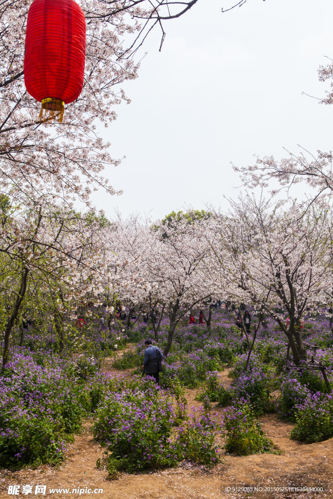 东湖风景区 樱花节