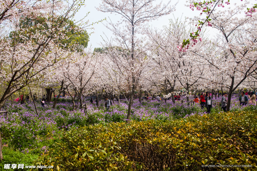 东湖风景区 樱花节
