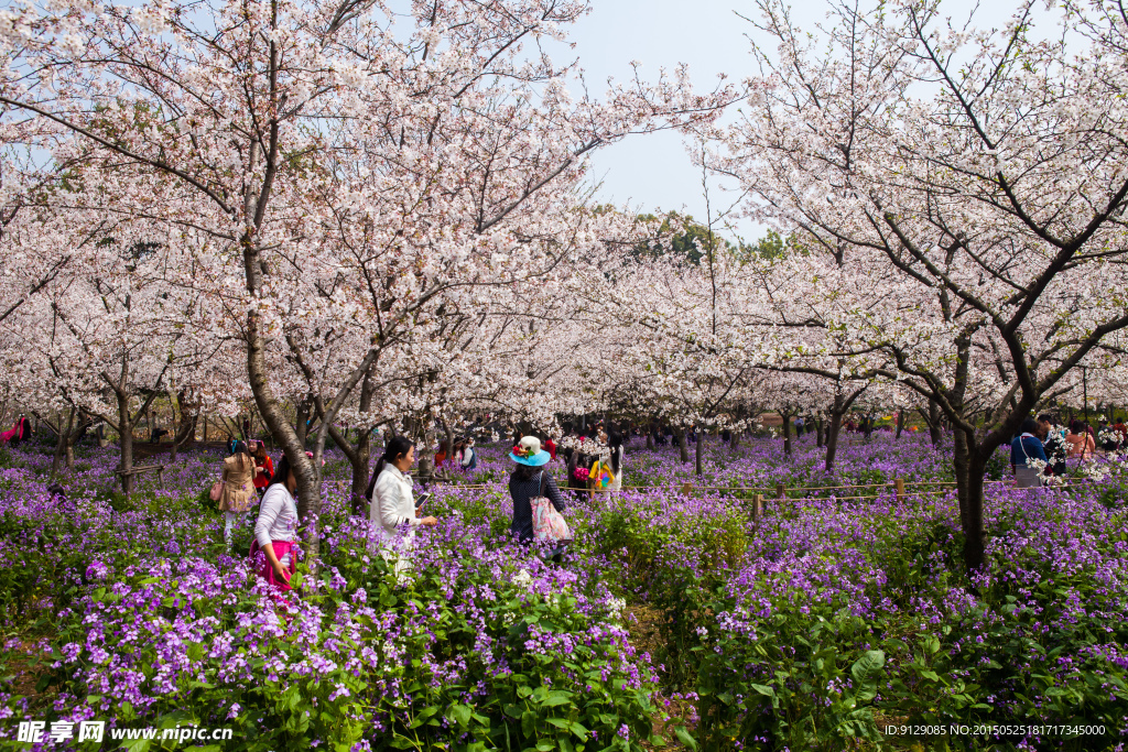 东湖风景区 樱花节