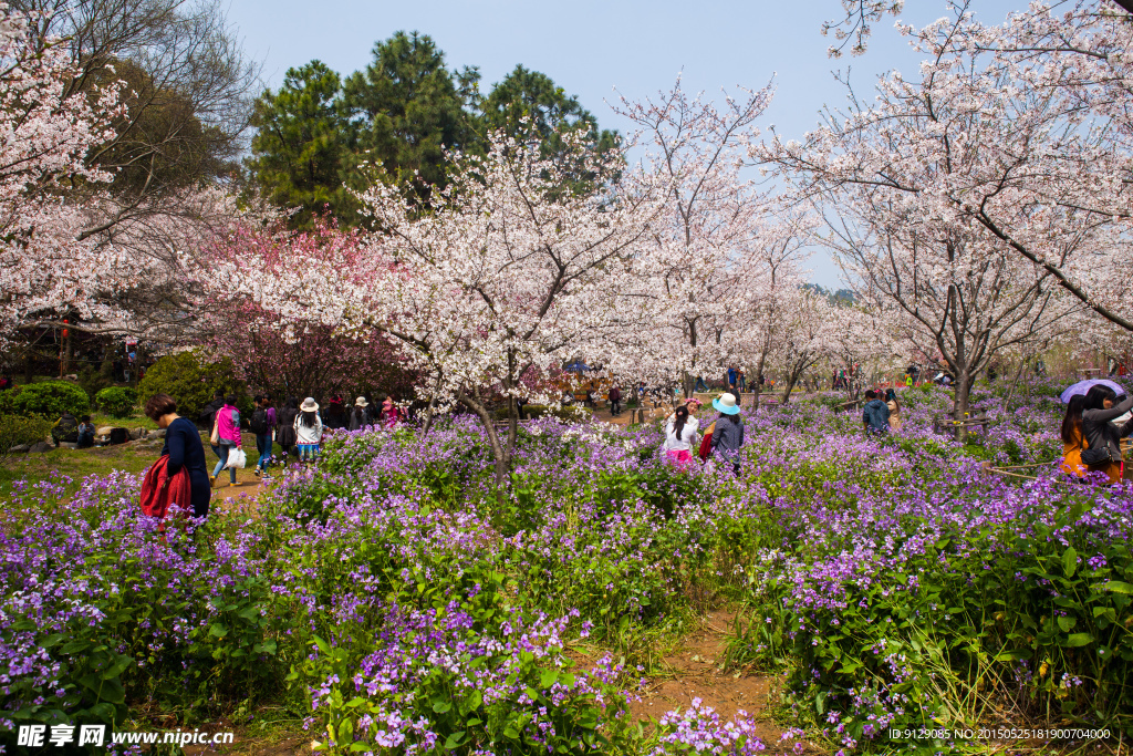 东湖风景区 樱花节